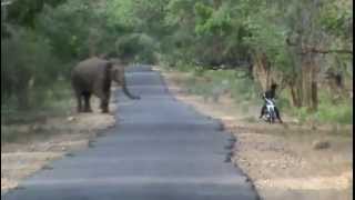 Elephant Chasing Motorcycle