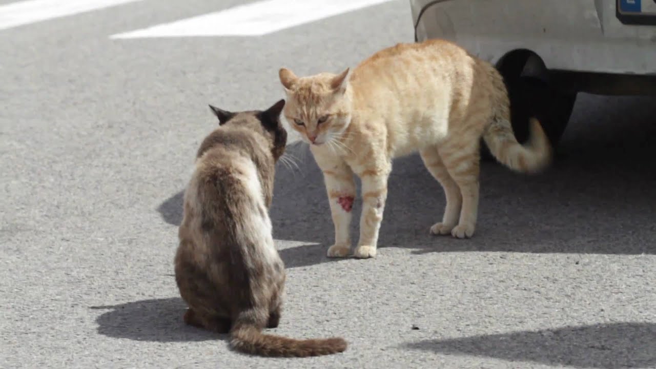 Cats Fighting in the Street YouTube