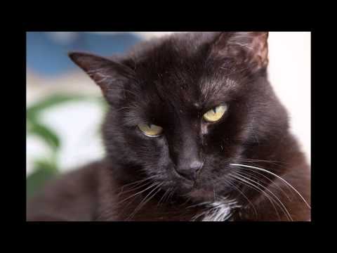 Download Happy Cat Purring Smoothly - Comforting Sounds for Sleeping, Relaxation, Learning and Concentration.