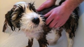 PUPPY BATH TIME!