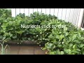 Garden Update 5