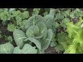 Garden Update 5