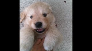 9 Week old Golden Retriever puppy going down the stairs