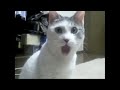 The OMG Cat