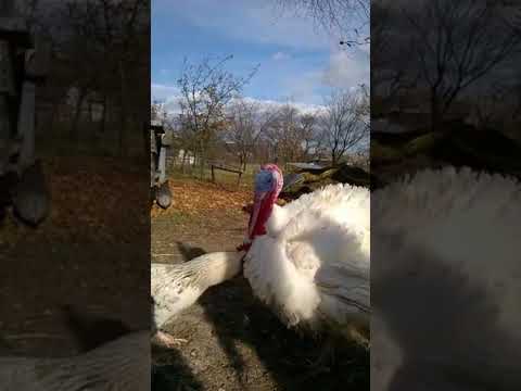 Turkey 🦃 Vs rooster 🐓 # Funny birds