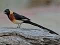 Burung Master : Long-Tailed Paradise Whydah (Vidua Paradisaea) album artwork