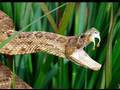 Snake Bytes Tv - 5 Meanest Snakes In The World! - Youtube
