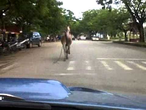 kuda lepas batam centre.3GP - YouTube