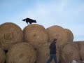 Amazing Dog Tricks with Lexi the Rescue