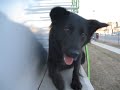 Amazing Dog Tricks with Lexi the Rescue
