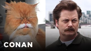 Cats Who Look Like Ron Swanson