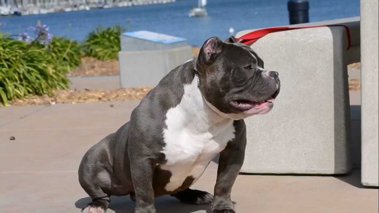 Kurupt+American+Bully ... First video Heavy Kurupt Blood Extreme Exotic American Bully - YouTube