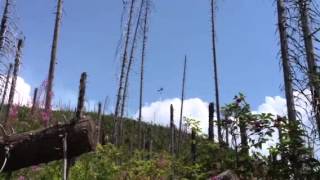 Video von den Löscharbeiten bei einem Waldbrand am Fuße des Lusens am 6. August 2013