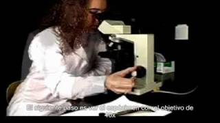 Cómo usar un Microscopio Óptico