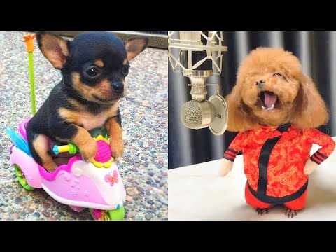 Baby Dogs - Cute and Funny Dog Videos Compilation #9 | Aww Animals