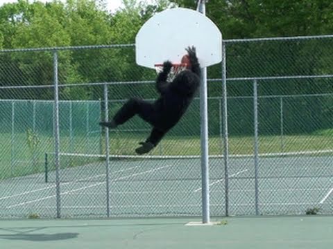 BIGFOOT CAUGHT PLAYING BASKETBALL - YouTube