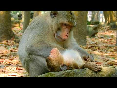 Sweet Brutus JR got sweet grooming from king Skippy until falling sleep