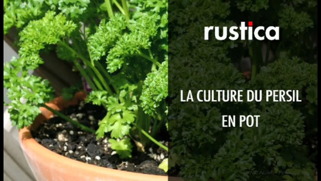 La culture du persil en pot YouTube