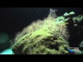Coral Spawning in the Gulf of Mexico