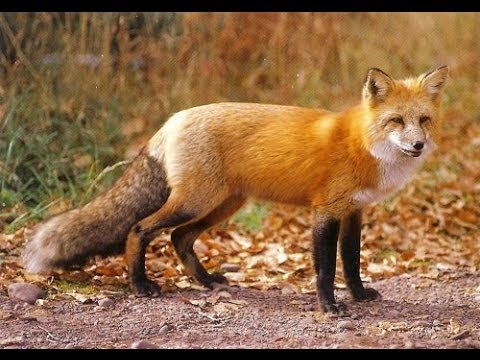 scary fox sounds