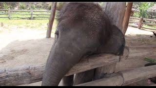 Baby Elephant Trying to Wake up a Dog!