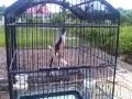 Video Burung Pentet | Cendet Rajin Bunyi Juara Gacor album artwork