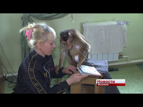 Обезьяны-это мои вторые дети. Вера Матросова- о жизни артиста цирка