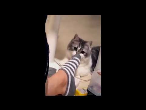 Try not to laugh, funny animal moments