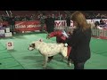Georgia: Two Worlds of the Caucasian Sheepdog