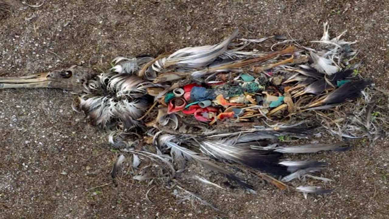 Eastern Great Garbage Patch