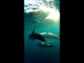 Dauphins... un peu plus