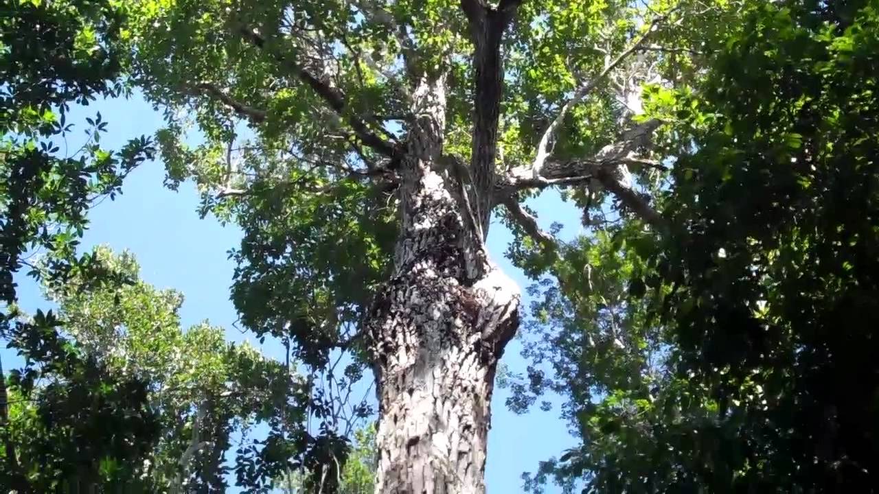 Arbol+De+Chicle Big Chewing Gum Tree Arbol de Chicle Gigante Chicza Chicozapote ...