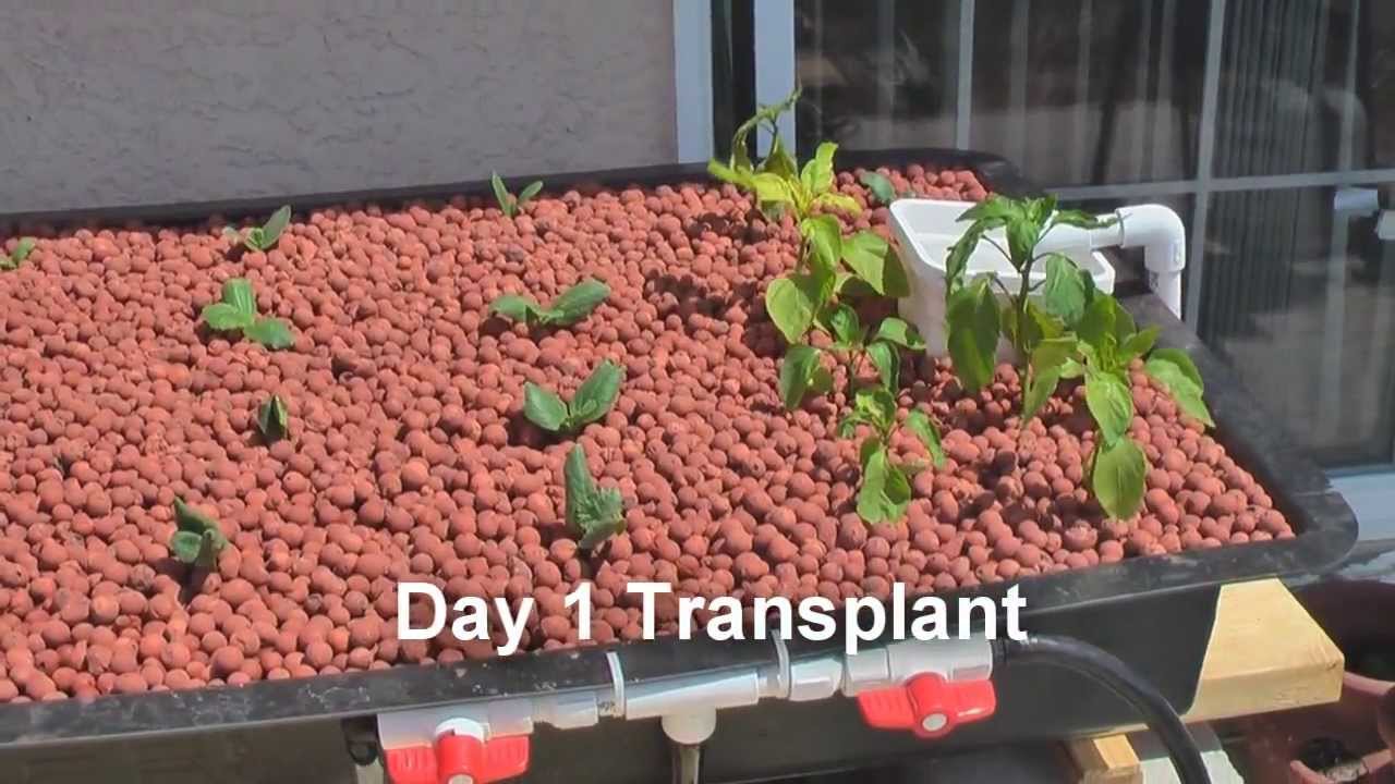  - Aquaponics Made Easy With This Aquaponics Systems ! - YouTube