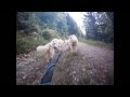 Nouveau:Kart à chiens - Les attelages de la roche percée
