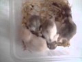 Jeunes hamsters dorés
