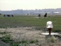 Homeward Bound II: Lost In San Francisco