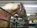 Radar: World's Tallest Living Horse - Youtube