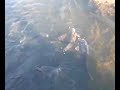 HUGE Bass & Cat Fish Fighting at Indepence Grove. A MUST SEE!