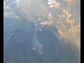 HUGE Bass & Cat Fish Fighting at Indepence Grove. A MUST SEE!
