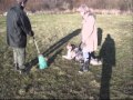 éducation canine N°7 cynolor