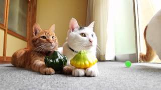 130912　ズッキーニ　Cat and　courgette