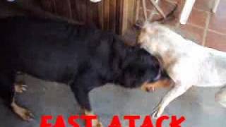Pitbull x Rottweiler.mp4 Pitbull x Rottweiler.mp4