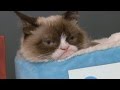 Grumpy Cat looks as cheesed off as ever at latest book launch