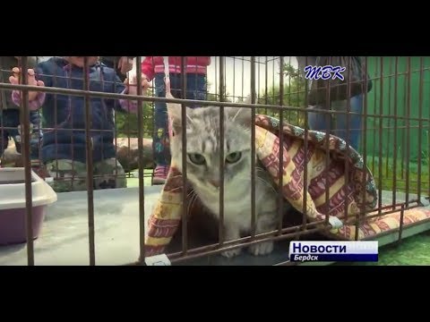 Бердск отметил День защиты бездомных животных