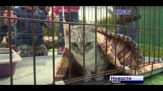 Бердск отметил День защиты бездомных животных