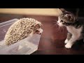 KITTEN MEETS HEDGEHOG