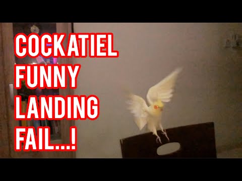 Cockatiel Funny Landing Fail...!