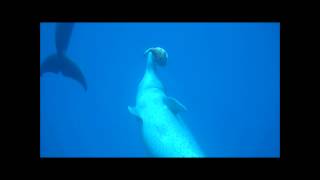 Dolphins toying with a puffer fish