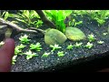 40 Gallon Breeder Planted Tank...update 1