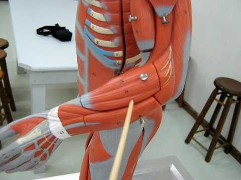 enfermagem anatomia musculos - YouTube
